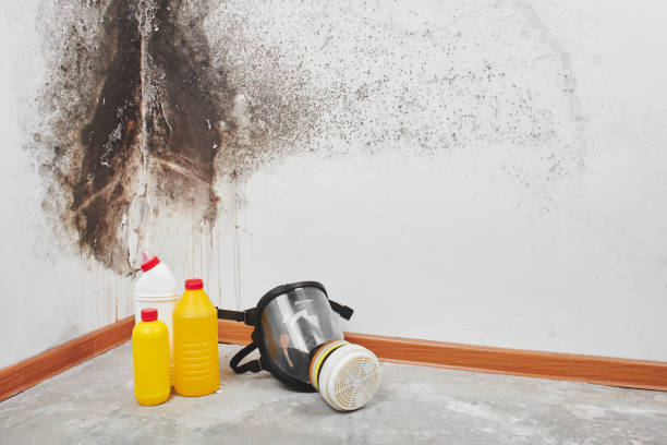 Mold Remediation for Vacation Homes in Otisville, NY